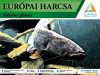 Harcsa AR marker - kiterjesztett valósággal Harcsa AR marker - kiterjesztett valósággal