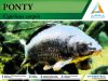 Ponty AR marker - kiterjesztett valósággal Ponty AR marker - kiterjesztett valósággal