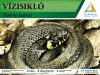 Vízisikló - kiterjesztett valósággal Vízisikló - kiterjesztett valósággal
