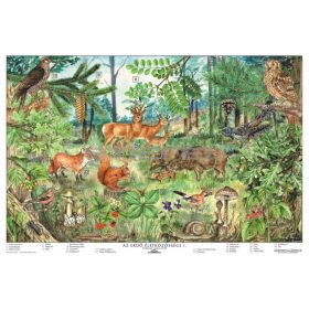 Az erdő életközössége