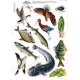 A folyóvíz életközössége (applikációs készlet)