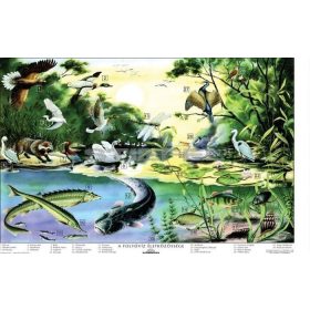 A folyóvíz életközössége DUO 