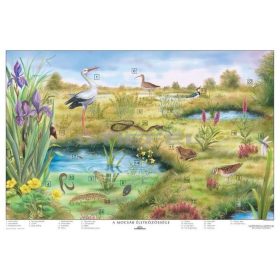 A mocsár életközössége 