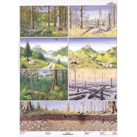 A veszélyeztetett természet 1-2. DUO