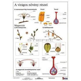 A virágos növény részei + munkaoldal tanulói munkalap
