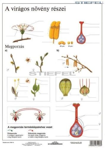 A virágos növény részei + munkaoldal tanulói munkalap