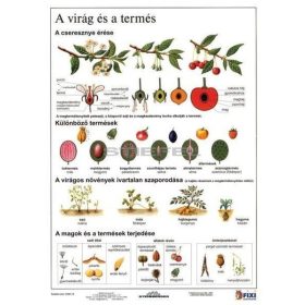 A virág és a termés + munkaoldal tanulói munkalap