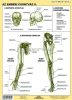 Az emberi csontváz I-II. DUO tanulói munkalap