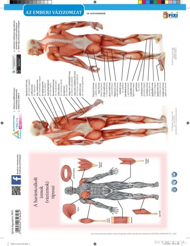 Az emberi vázizomzat duo fixi tanulói munkalap
