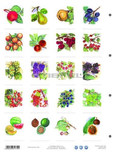 Gyümölcsök + munkaoldal tanulói munkalap