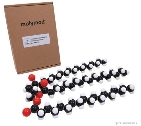 Zsír (triglicerid) modell