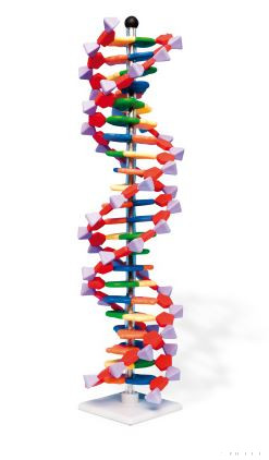 22 bázispár mini DNS modell