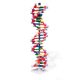 22 bázispár mini DNS modell