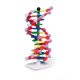 12 bázispár mini DNS modell