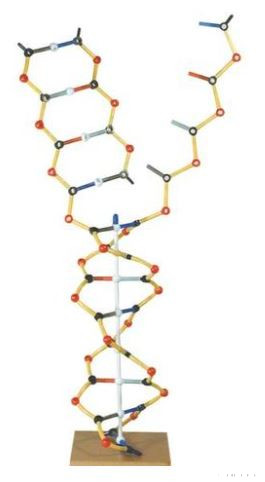 DNS - RNS modell