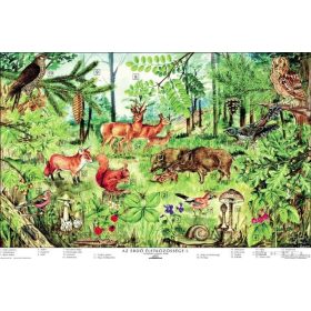 Az erdő életközössége oktatótabló poszter