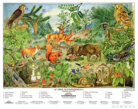 Az erdő életközössége faléces tabló