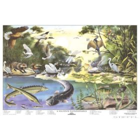 A folyóvíz életközössége faléces tabló