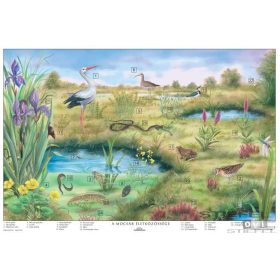 A mocsár életközössége fémléces, fóliázott