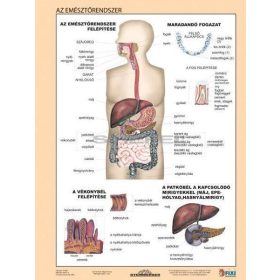 Az emésztőrendszer tabló