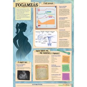 Fogamzás - fali oktatótabló