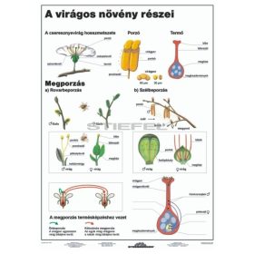 A virágos növény részei DUO 