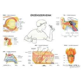 Érzékszerveink DUO