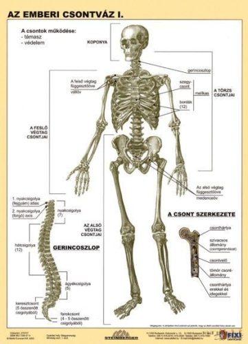 Az emberi csontváz I. DUO 