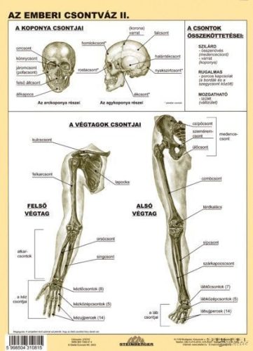 Az emberi csontváz II. DUO 