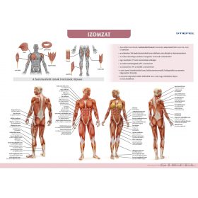 Az emberi izomzat tabló