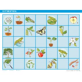 Bee-Bot Gyakorlópálya, Mi fán terem?