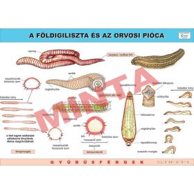 A Földigiliszta és az Orvosi pióca