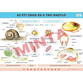 A Tavi kagyló és az Éti csiga