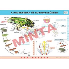 A kecskebéka és egyedfejlődése