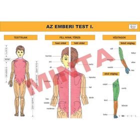 Az emberi test I.