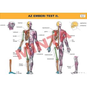 Az emberi test II.