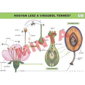 Hogyan lesz a virágból termés?