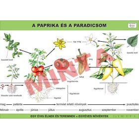 A paprika és a paradicsom