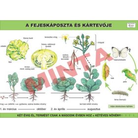 A fejeskáposzta és kártevője