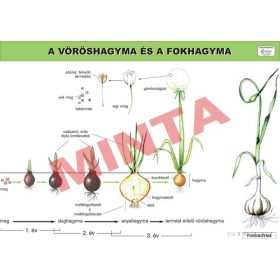 A vöröshagyma és a fokhagyma