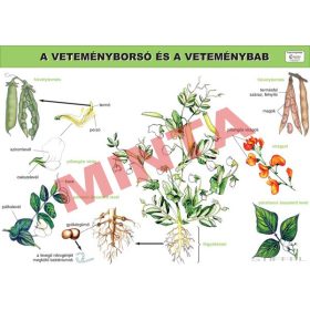 A veteményborsó és a veteménybab