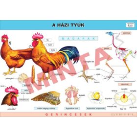 A házi tyúk