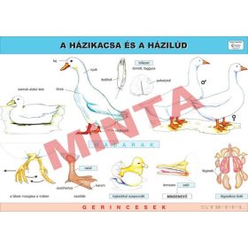 A házikacsa és a házilúd