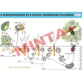 A burgonyabogár és a májusi cserebogár fejlődése