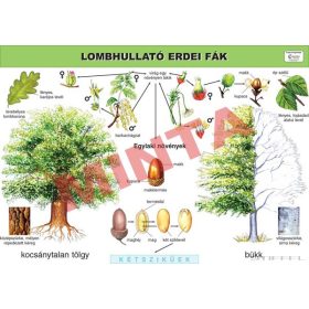 Lombhullató erdei fák