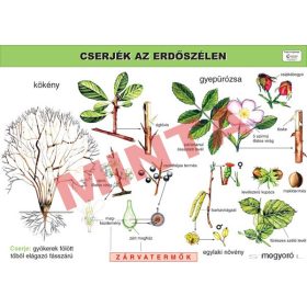 Cserjék az erdőszélen