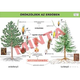 Örökzöldek az erdőben