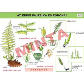 Az erdei pajzsika és rokonai