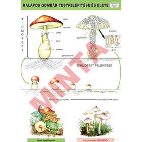 A kalapos gombák teste és élete