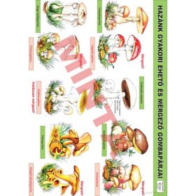 Hazánk gyakori ehető és mérgező gombapárjai